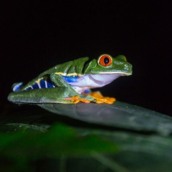 Alternative Activities Near Manuel Antonio